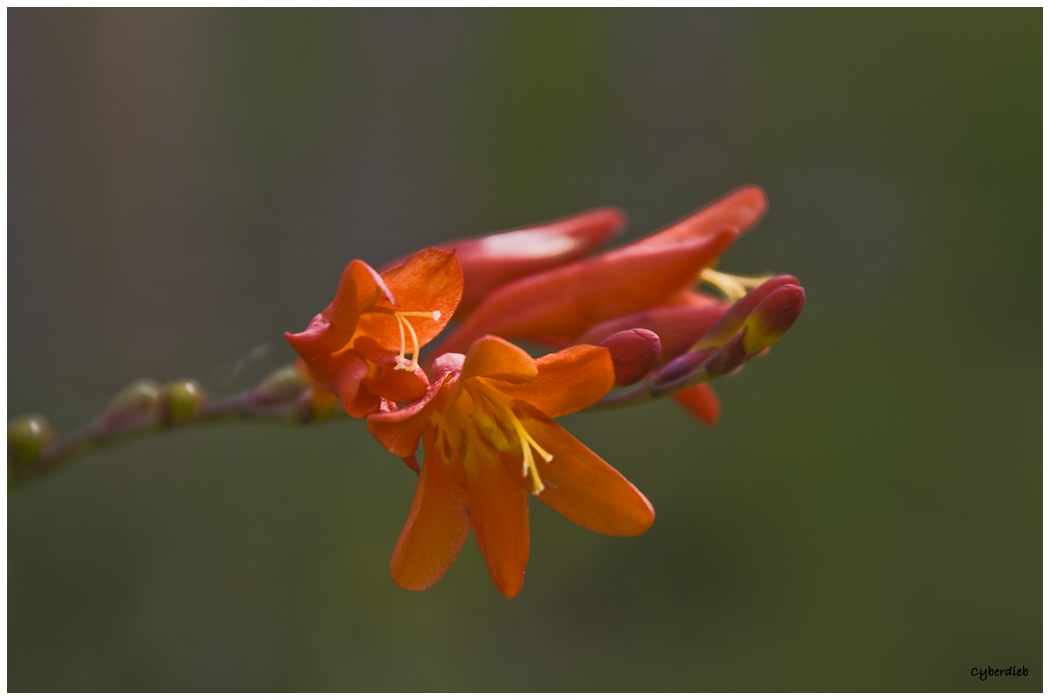exotische Blüte im Herbst