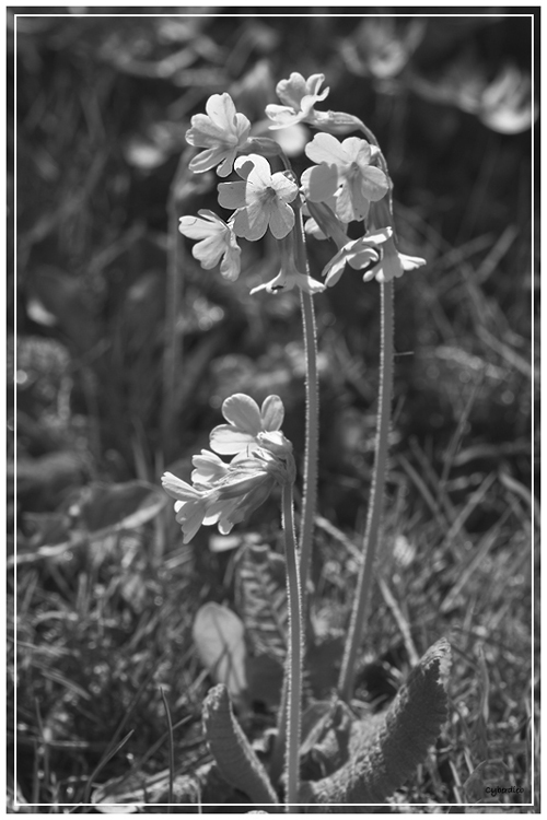 Echte Schlüsselblume