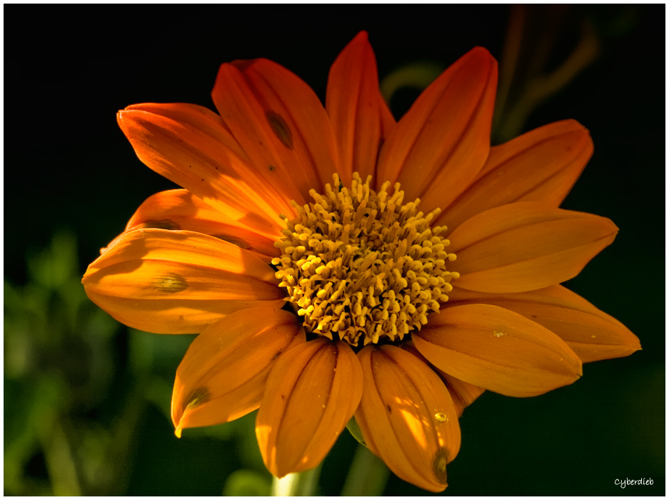 Mexikanische Sonnenblume