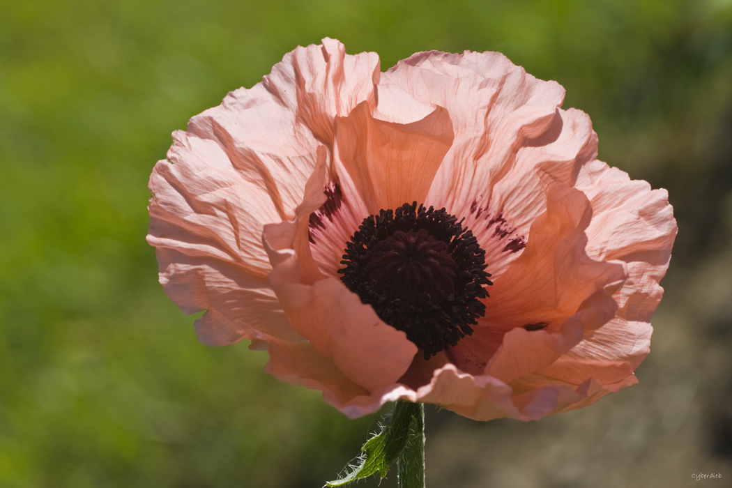 Mohnblüte