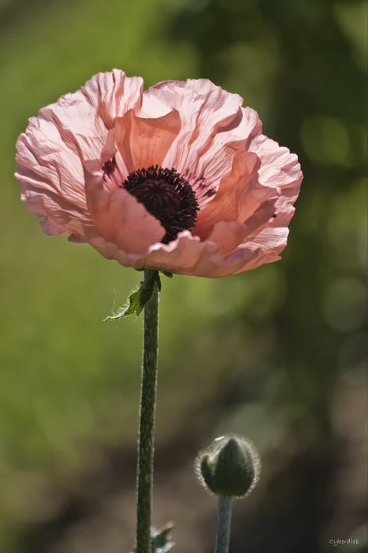 Mohnblume