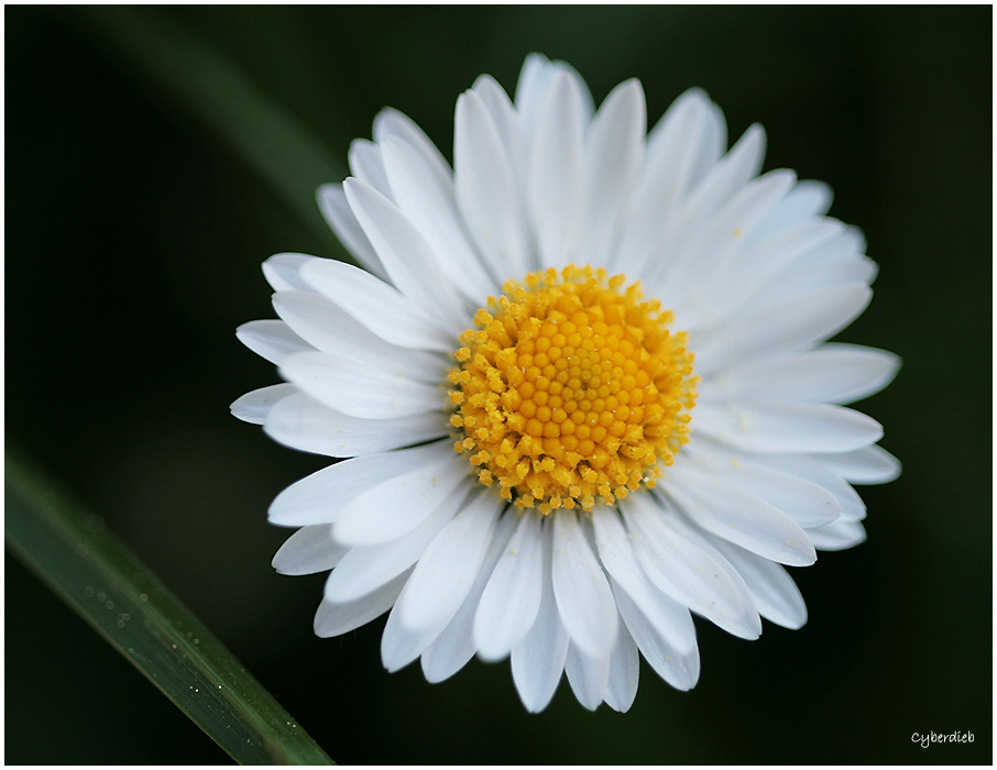 Gänseblümchen