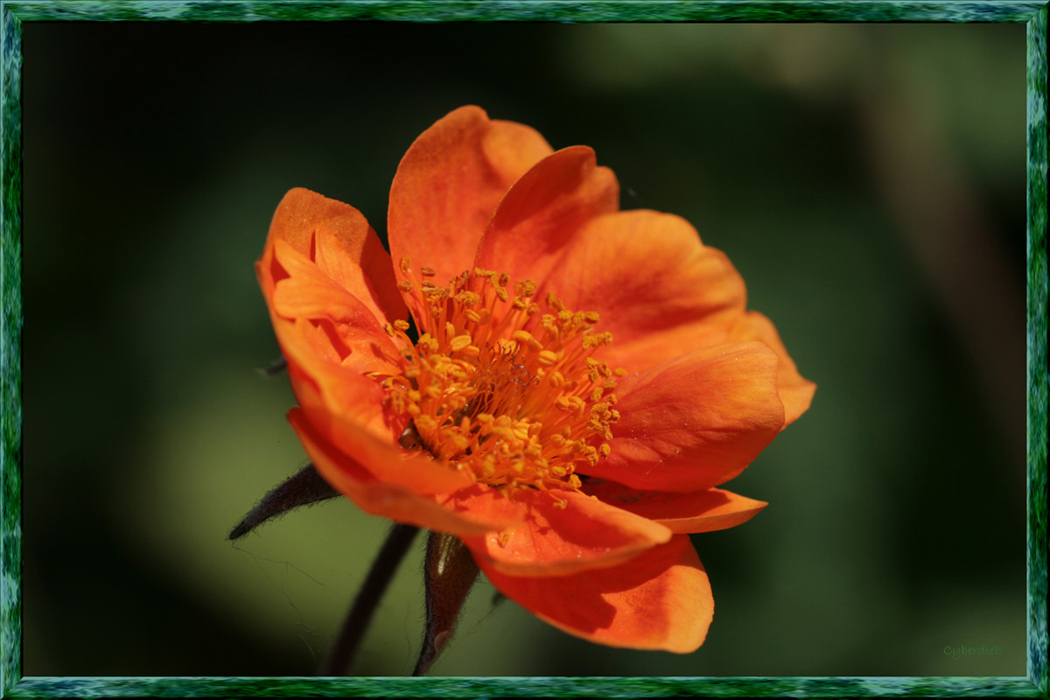 exotische Blume