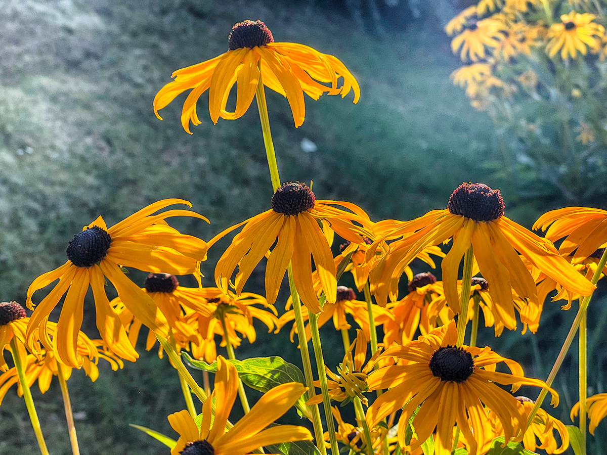 Rudbeckien