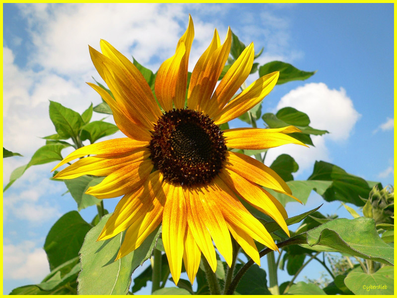 Sonnenblume