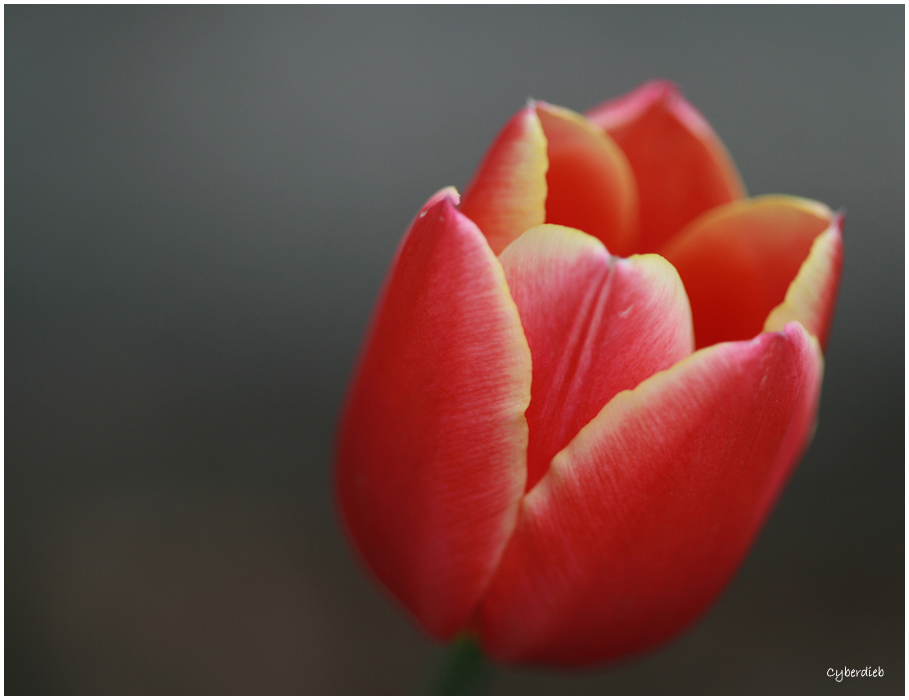 Diese Tulpe