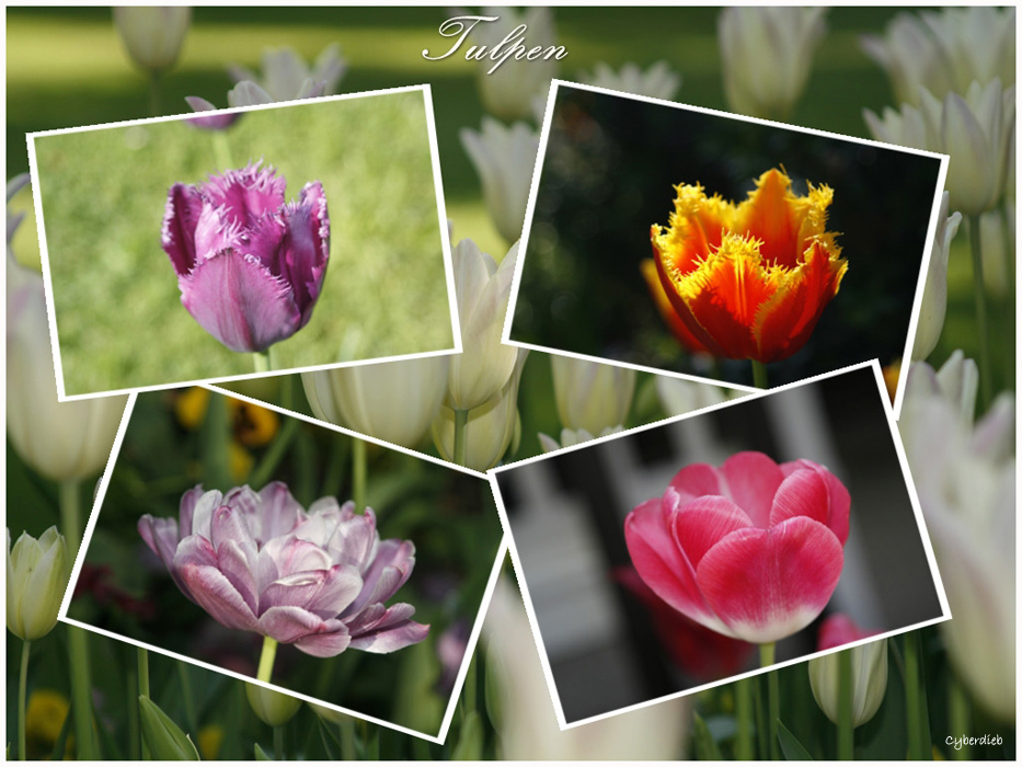 Tulpen