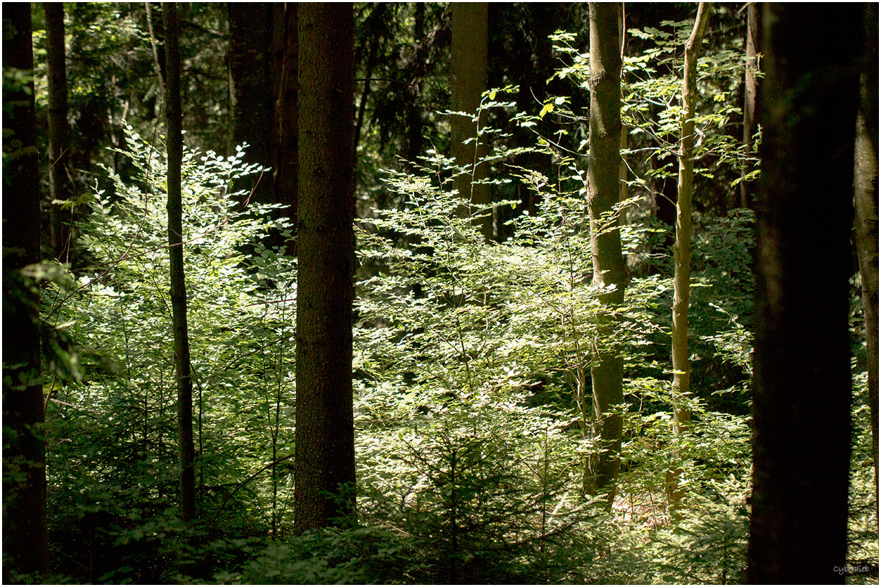 Stille im Wald