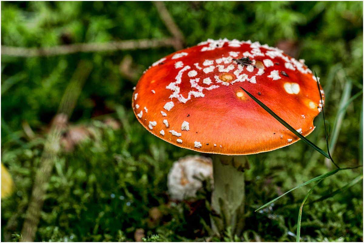 Fliegenpilz im Wald