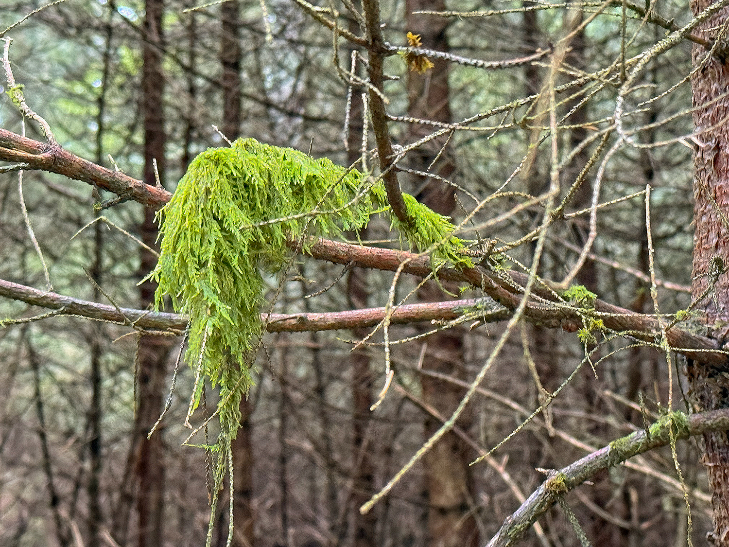 Moos auf dem Baum