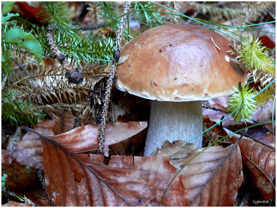 Steinpilz