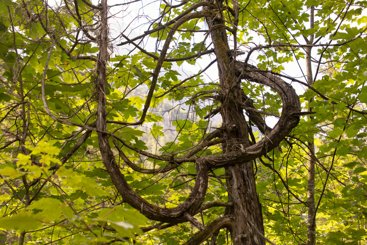 Skulptur im Wald 2