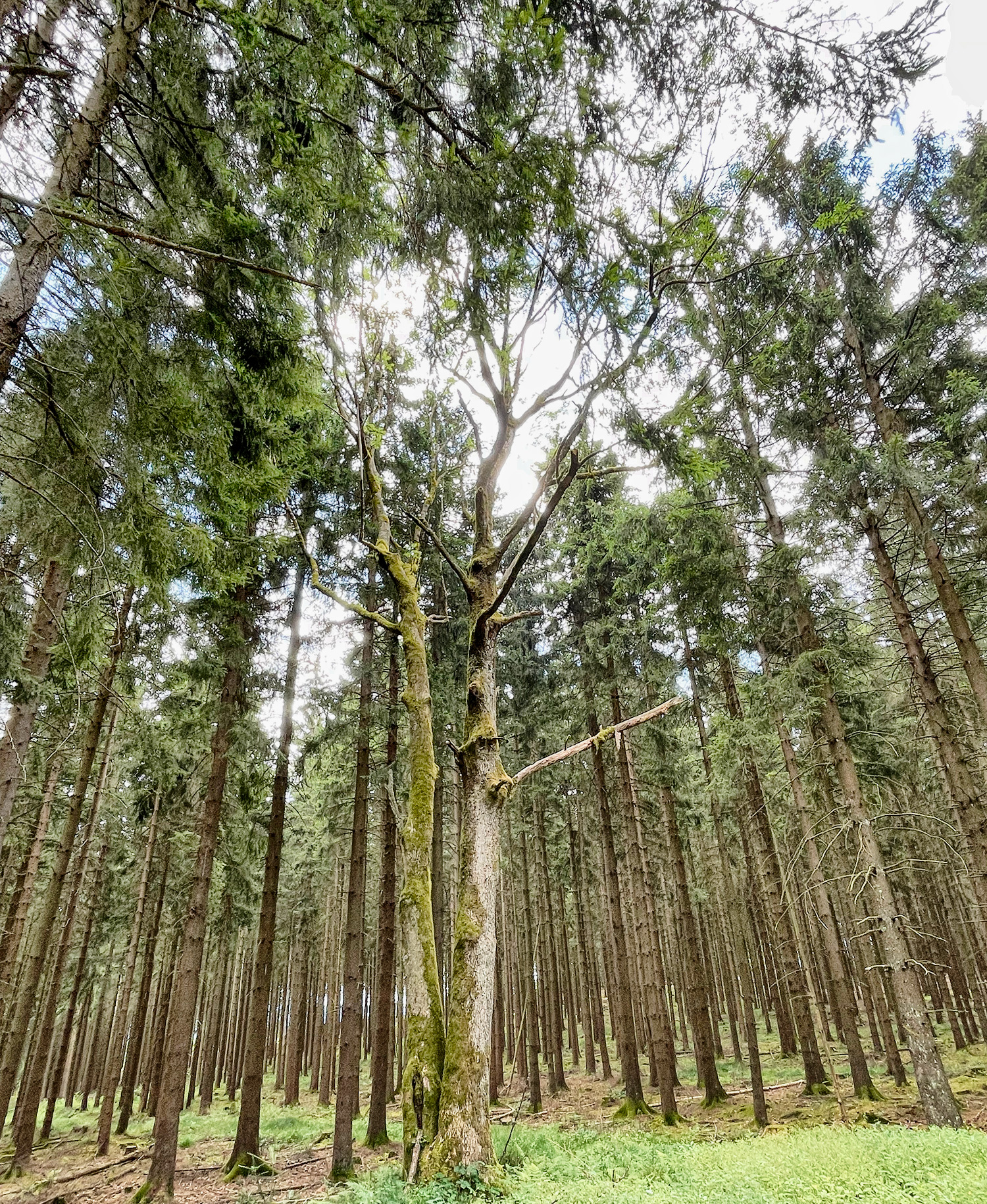 Skurille Bäume