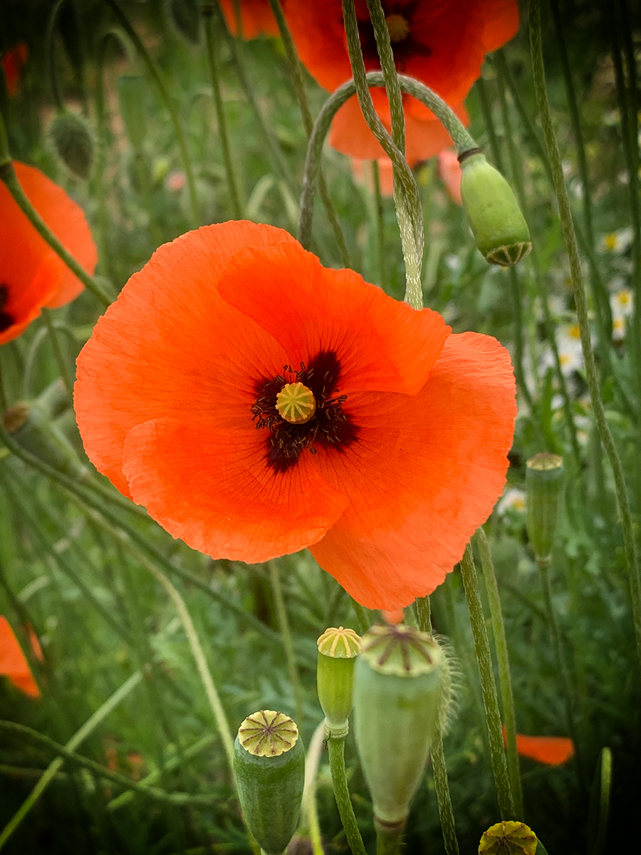 Summerfeeling