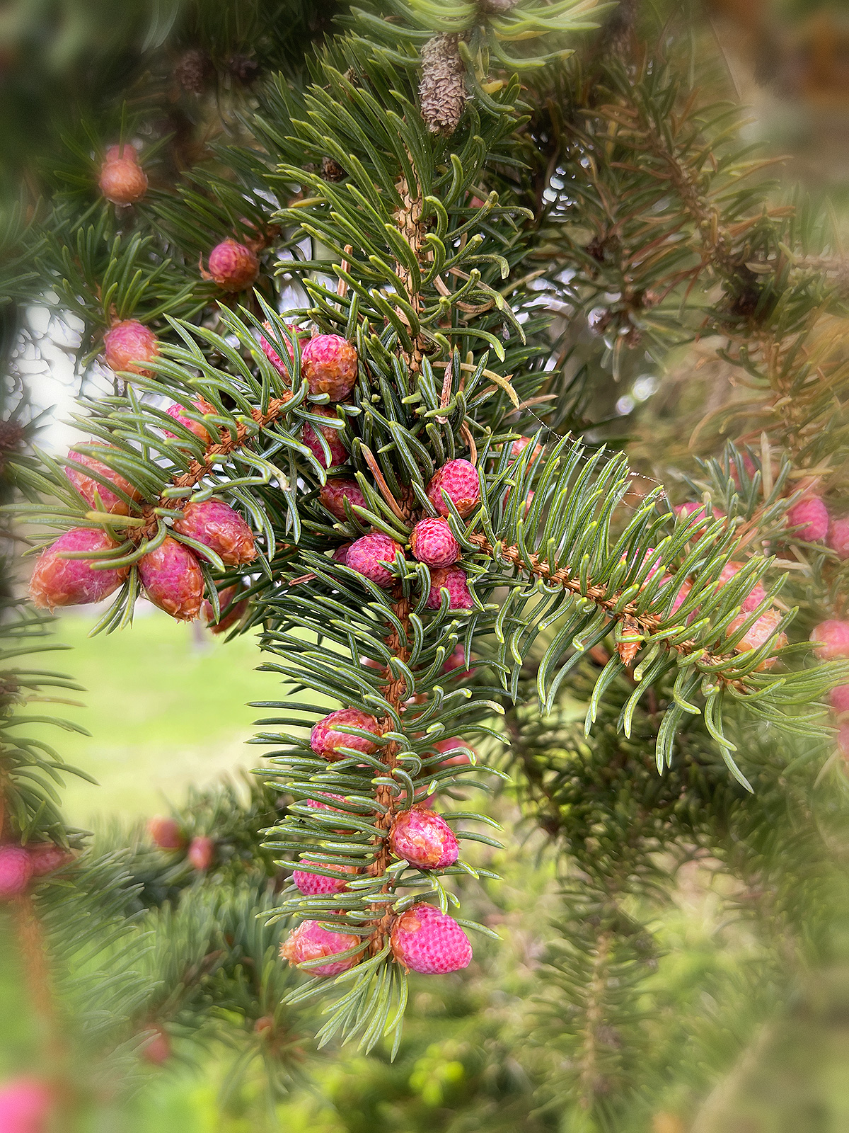 Tannenblüte