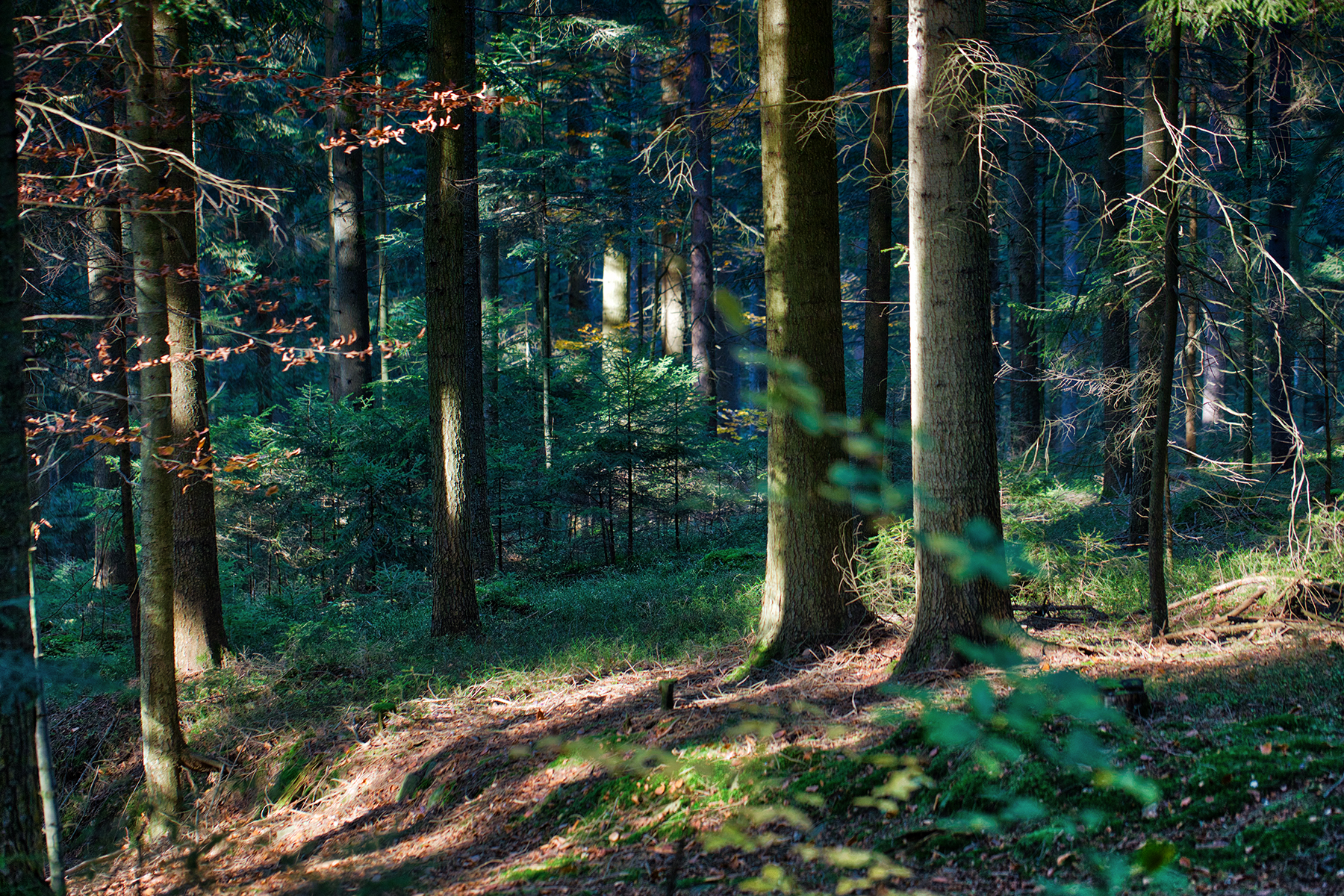 Wald