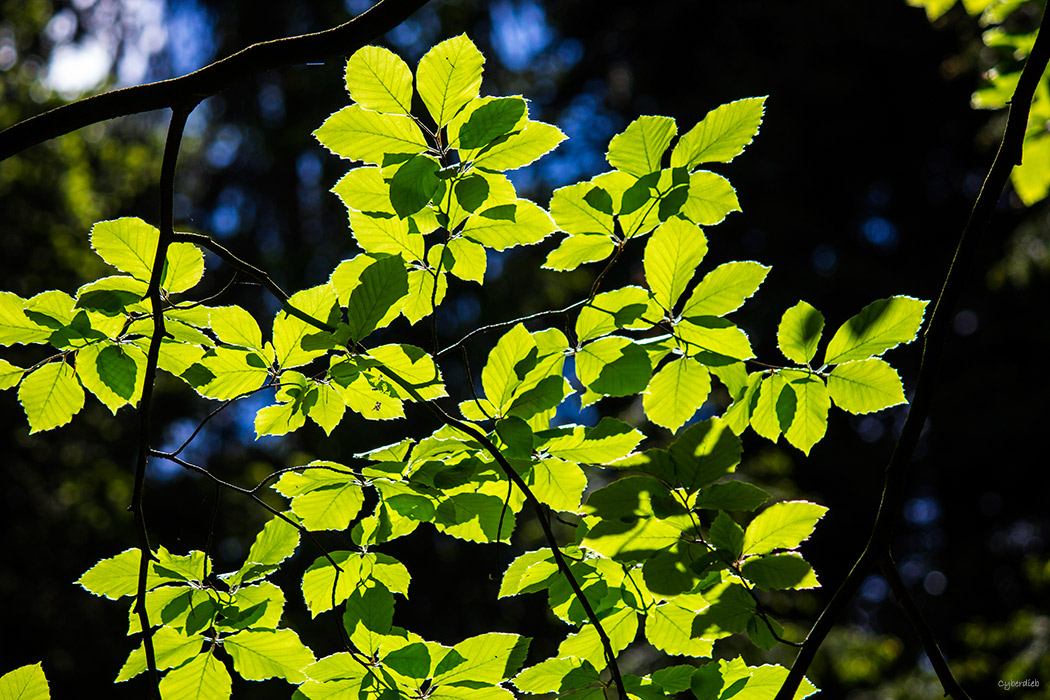 Spiel der Lichter im Wald