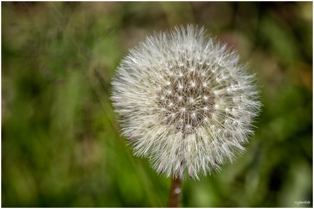 Taraxacum