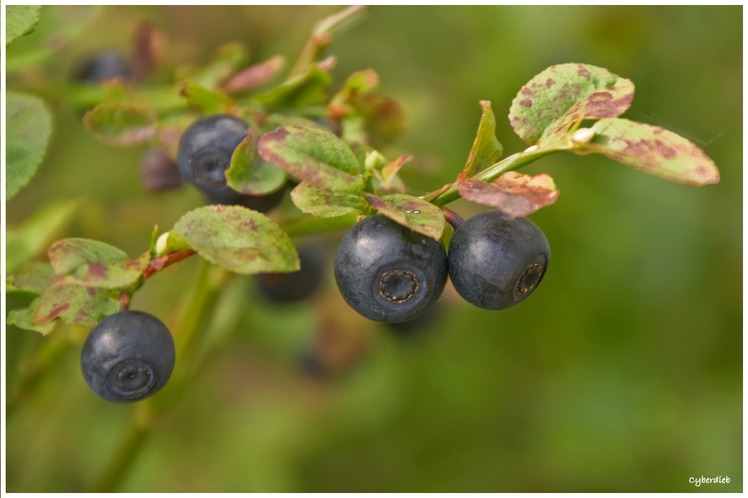 Heidelbeeren am Weg