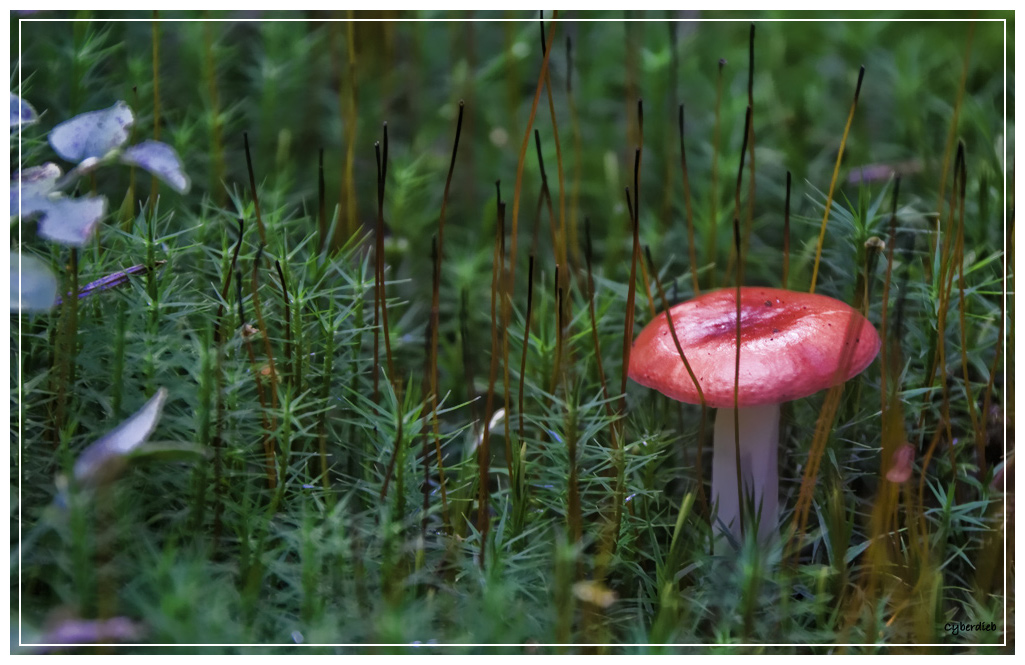 Bluttäubling im Moos
