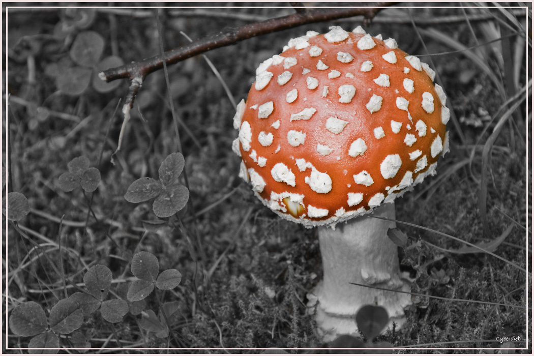 Fliegenpilz