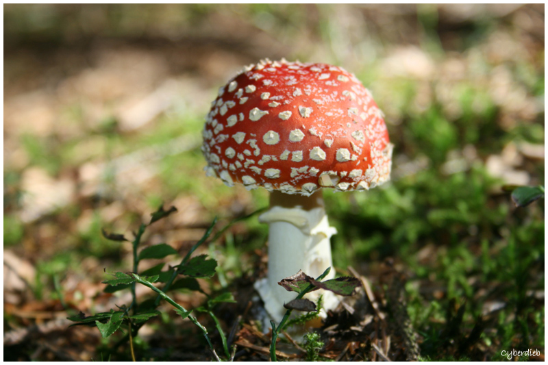 Fliegenpilz