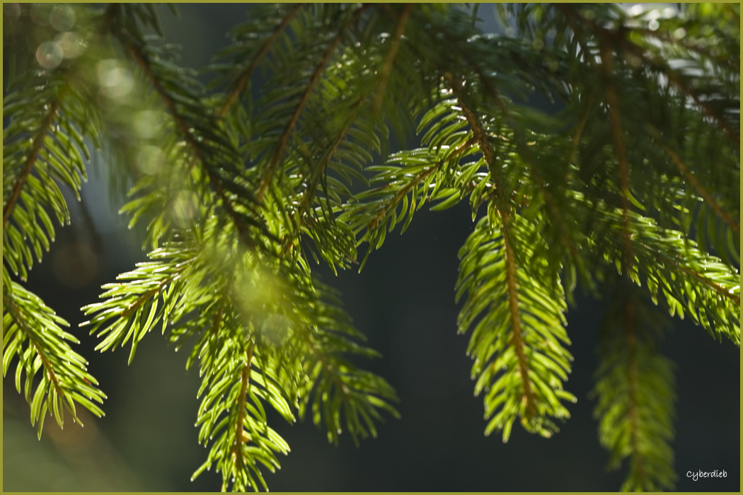 Sonnenstrahlen im Wald