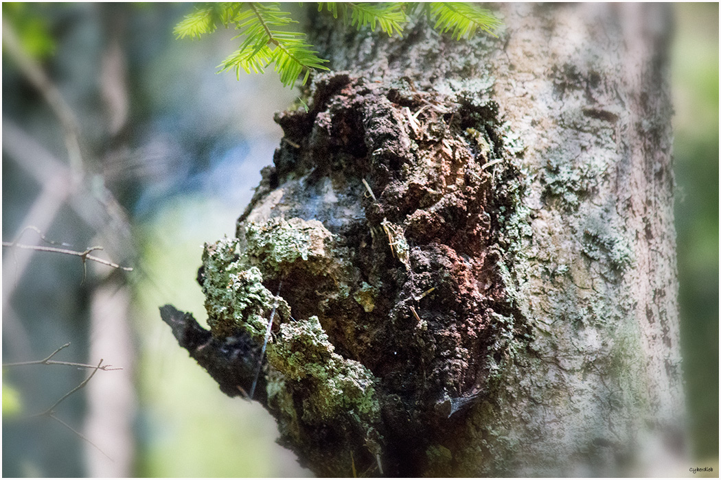 Fratze im Wald