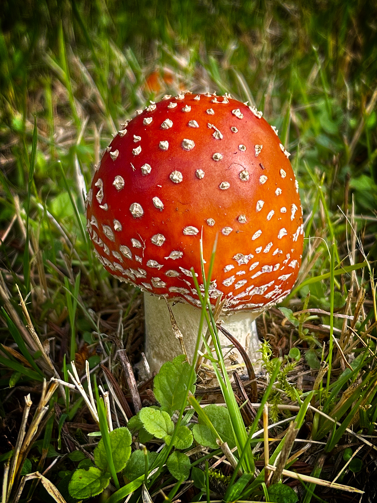 Fliegenpilz im Garten