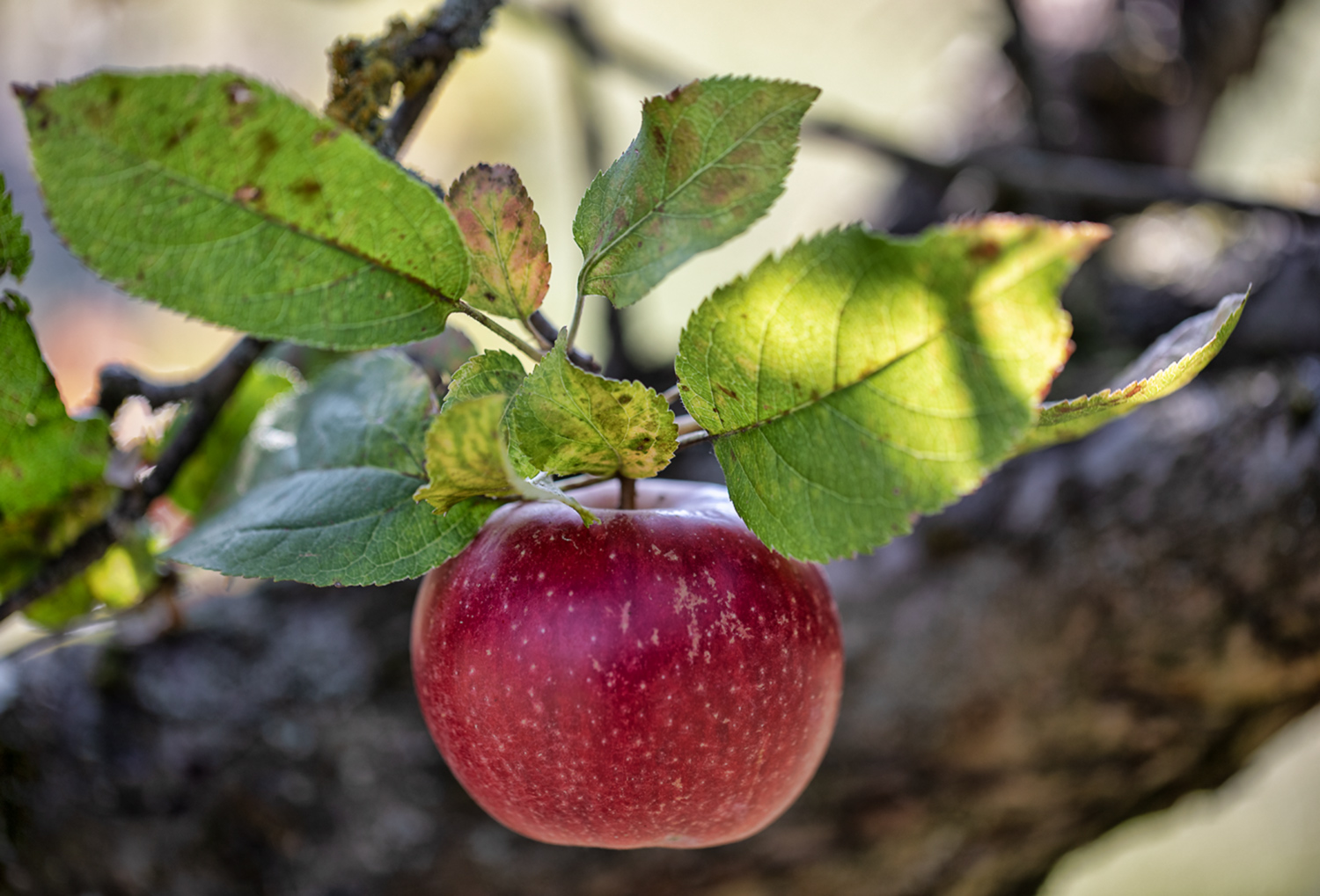 Reif