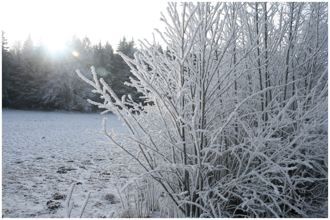 Wintertraum