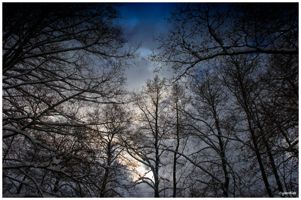 Farbenspiel im Winterwald