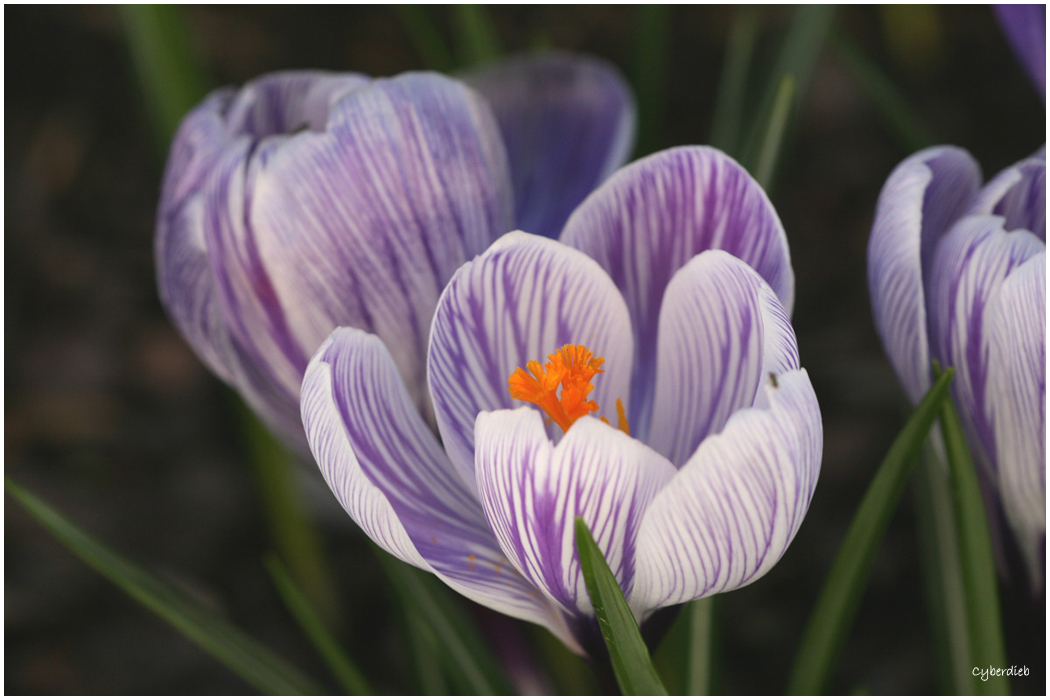 Krokus