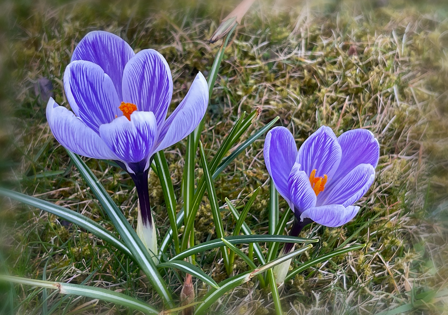 Krokusse