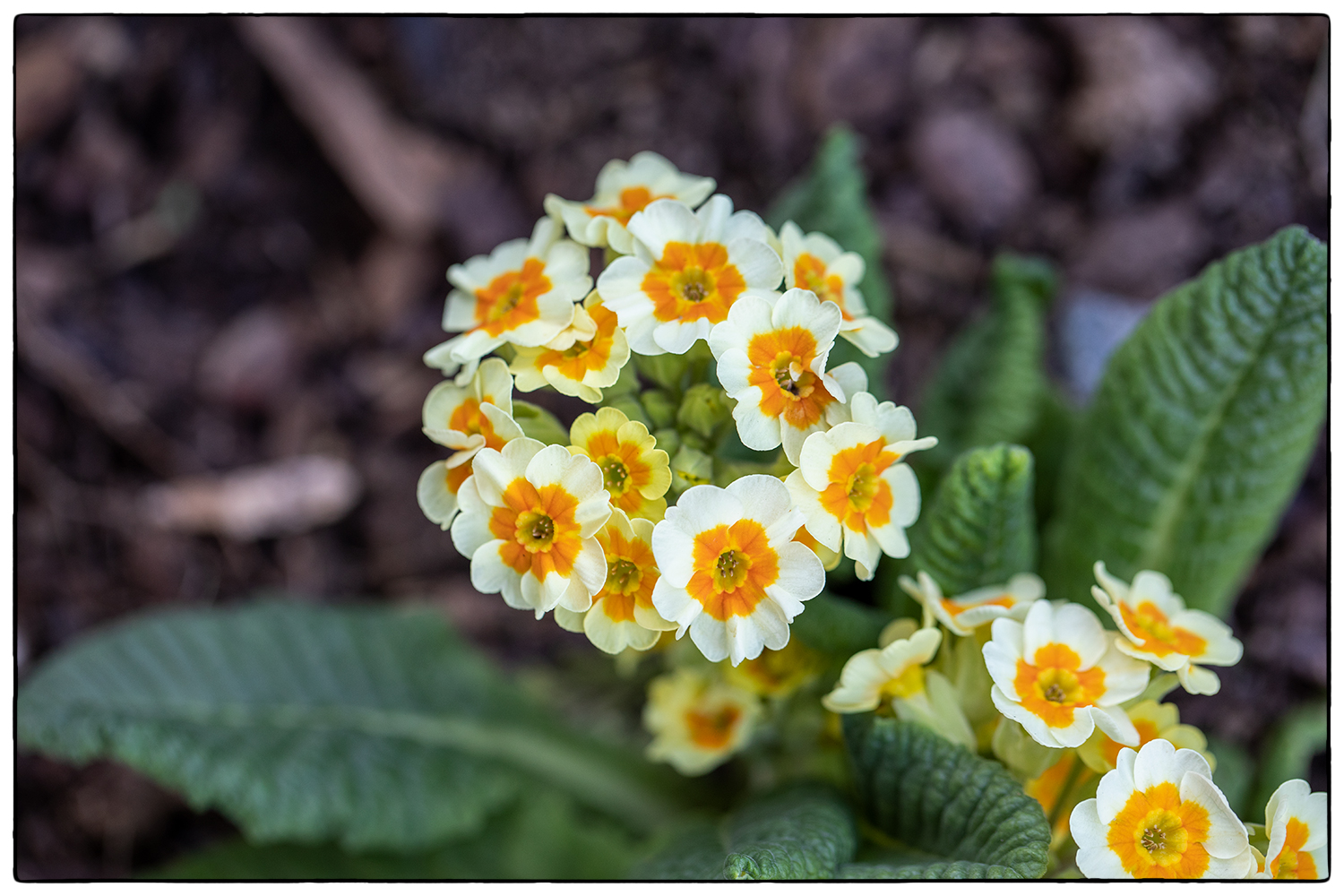 Schlüsselblumen