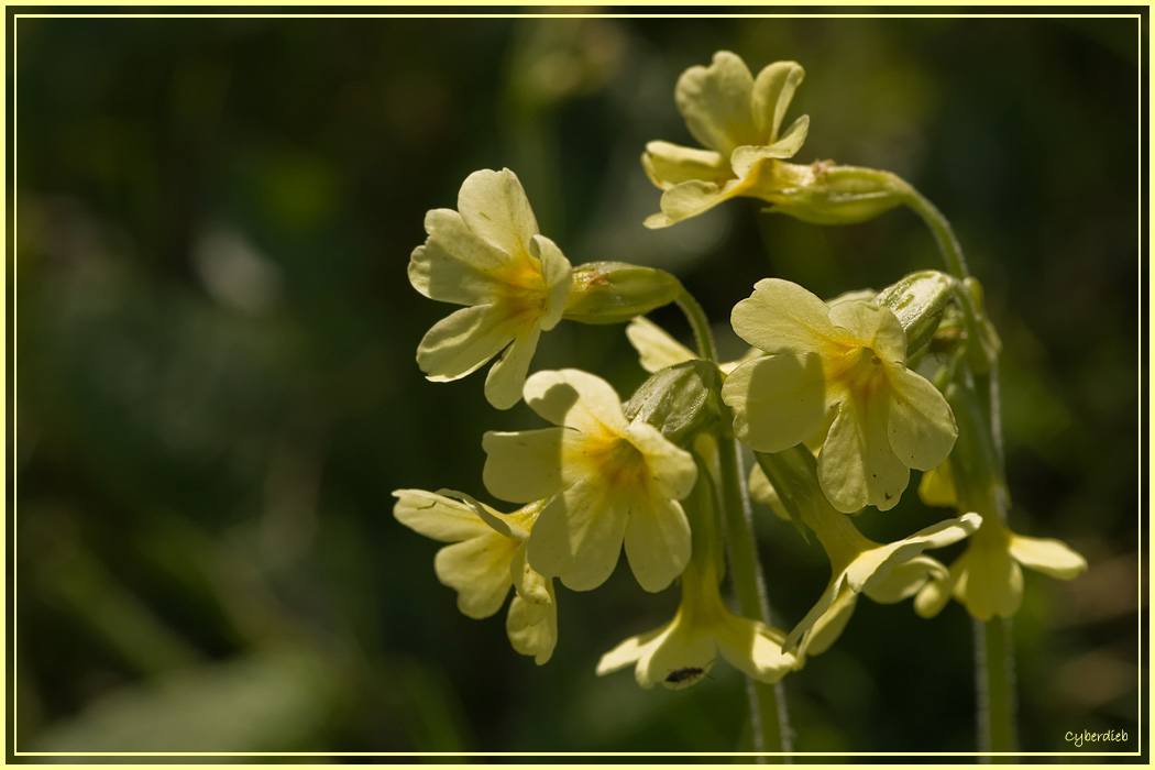 Schlüsselblume