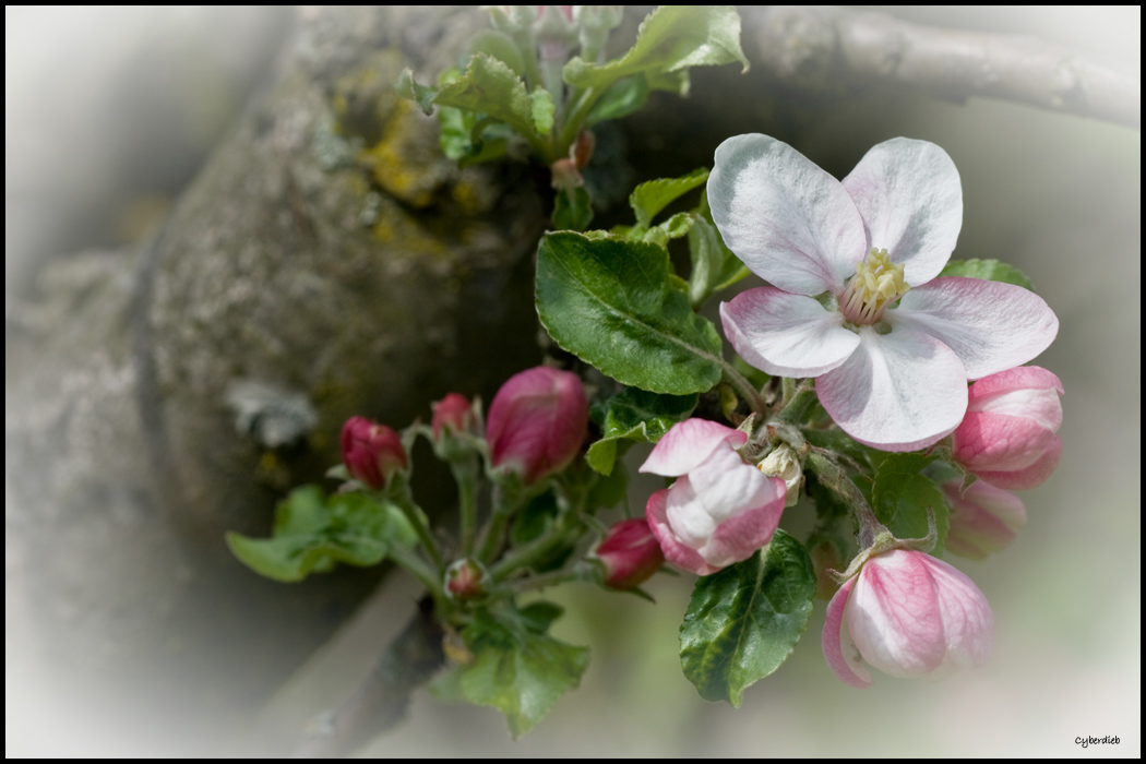 Apfelblüte im Frühling