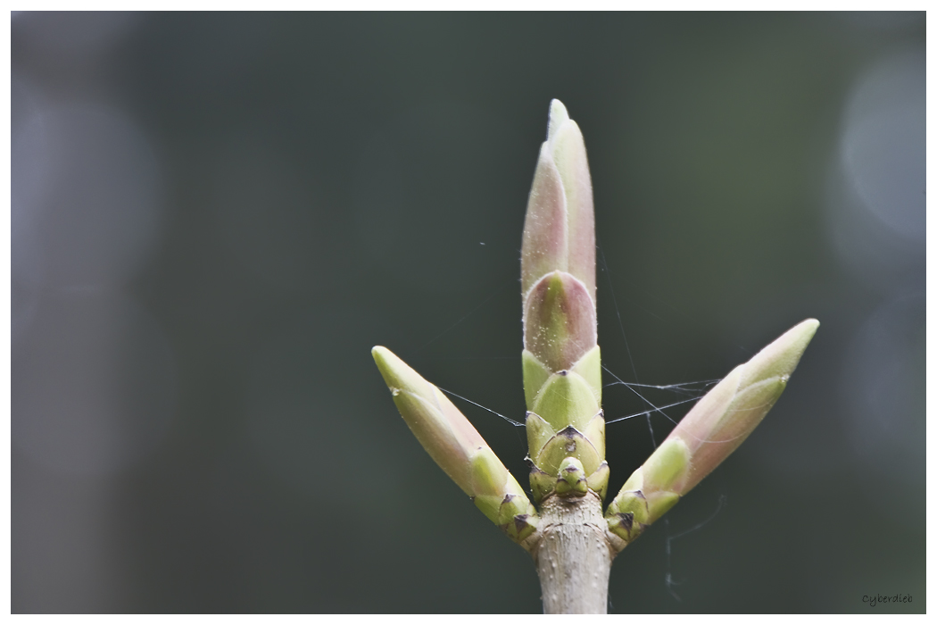 Knospen im Frühling