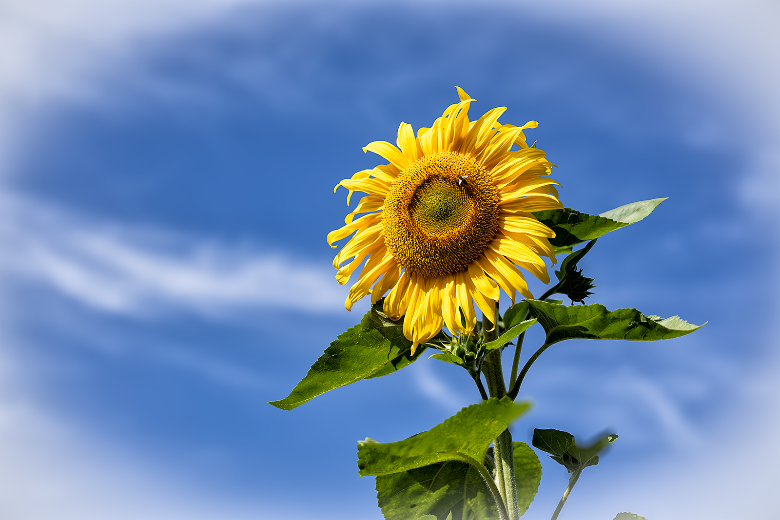 Sommertage