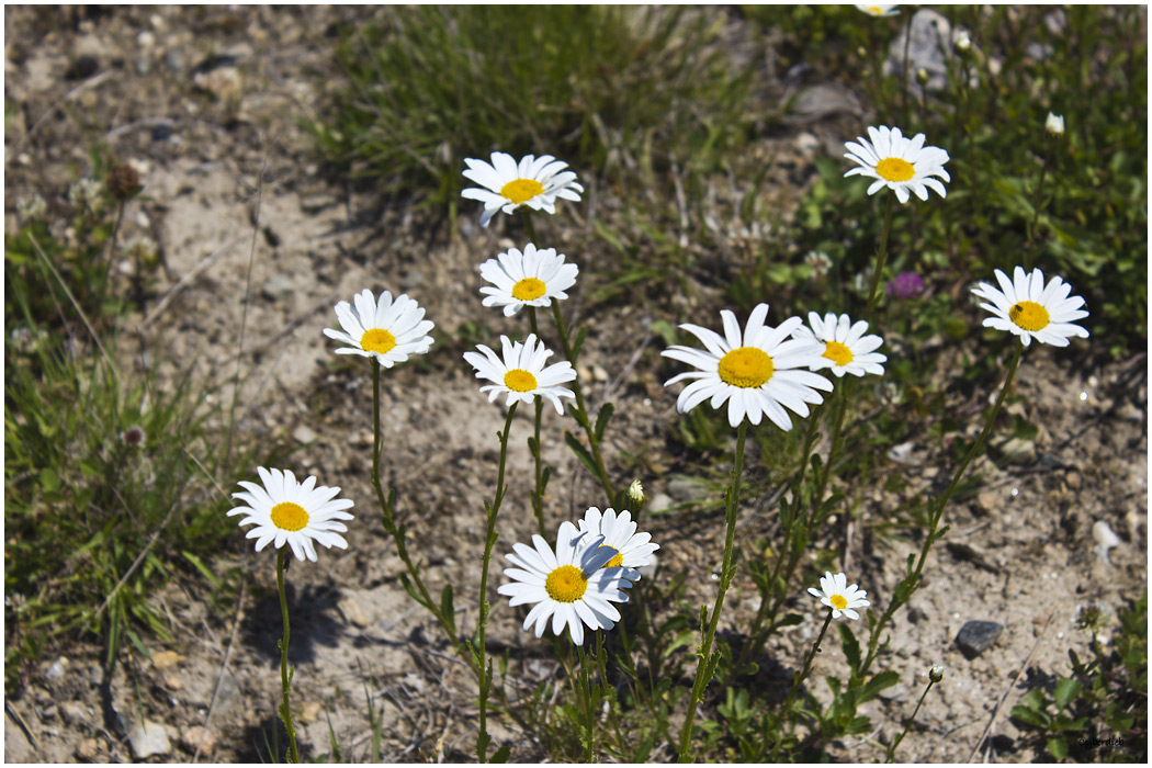 Margeriten
