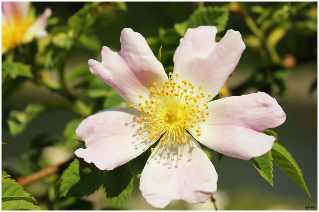 Hunds-Rose