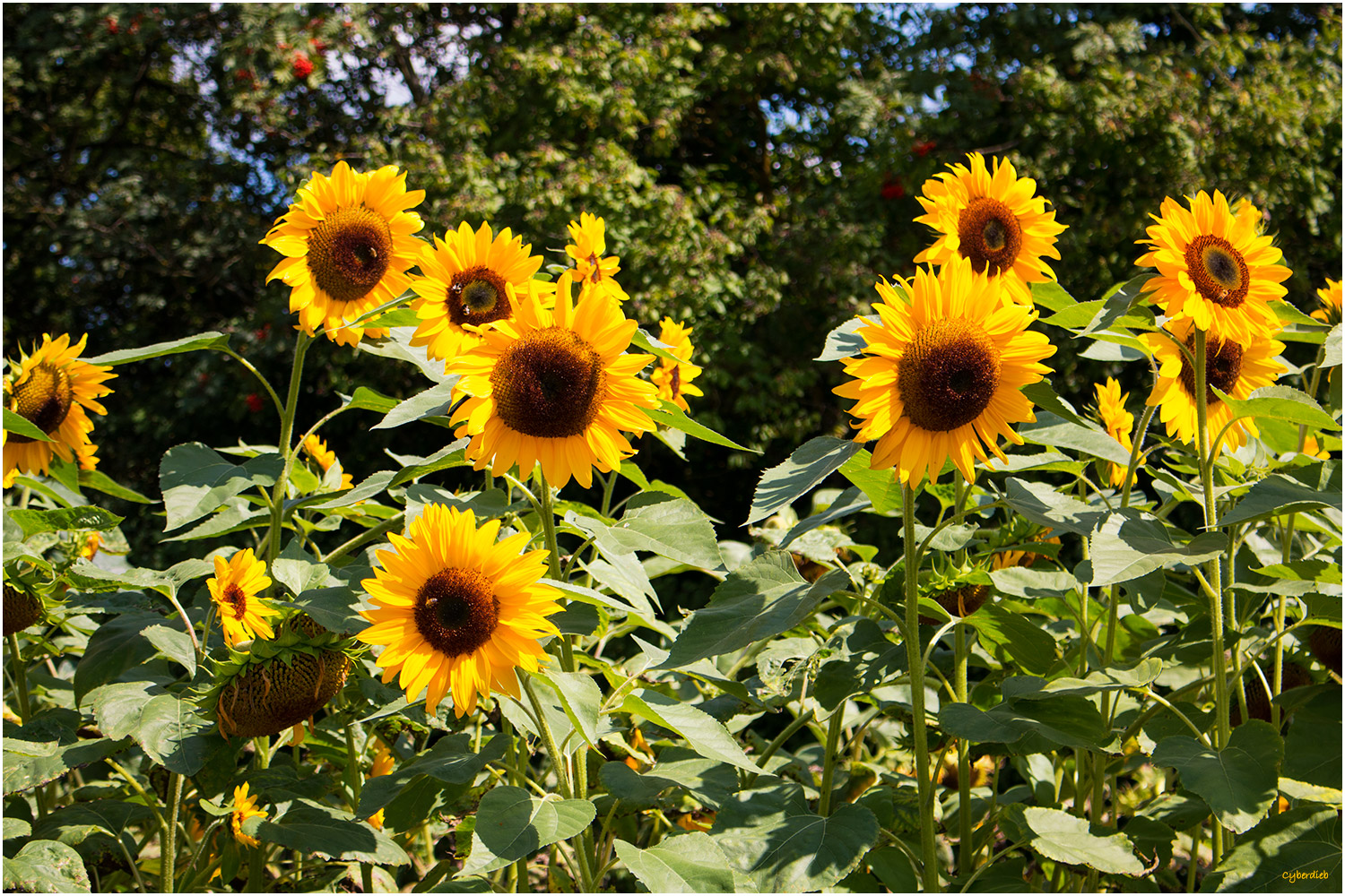 Sonnenblumenfeld