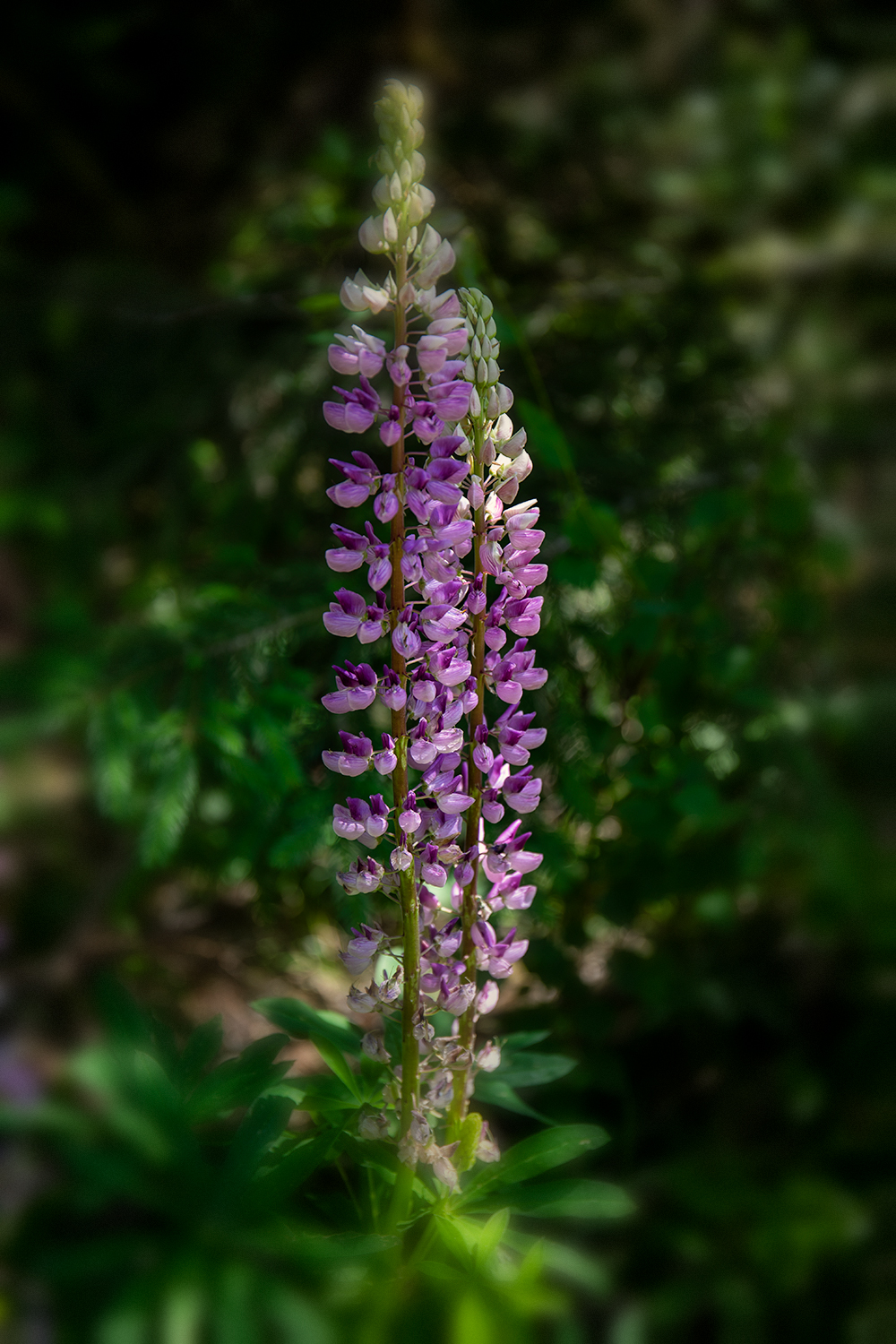 Lupine im Wald