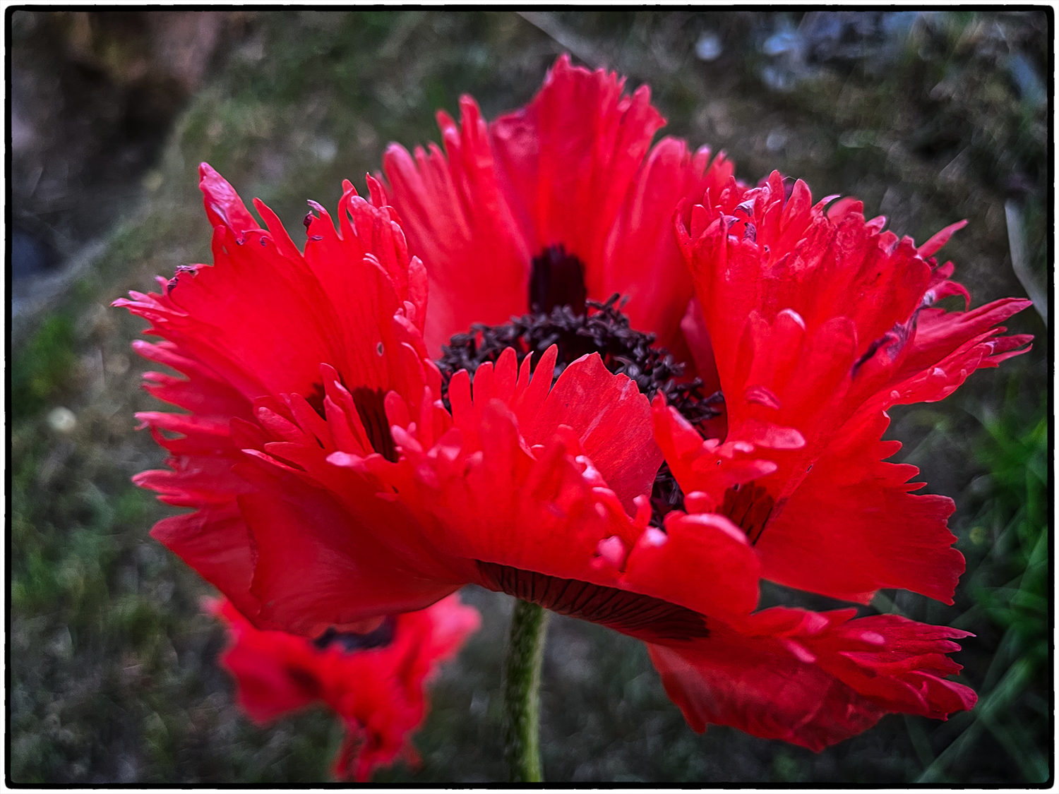 Türkischer Mohn