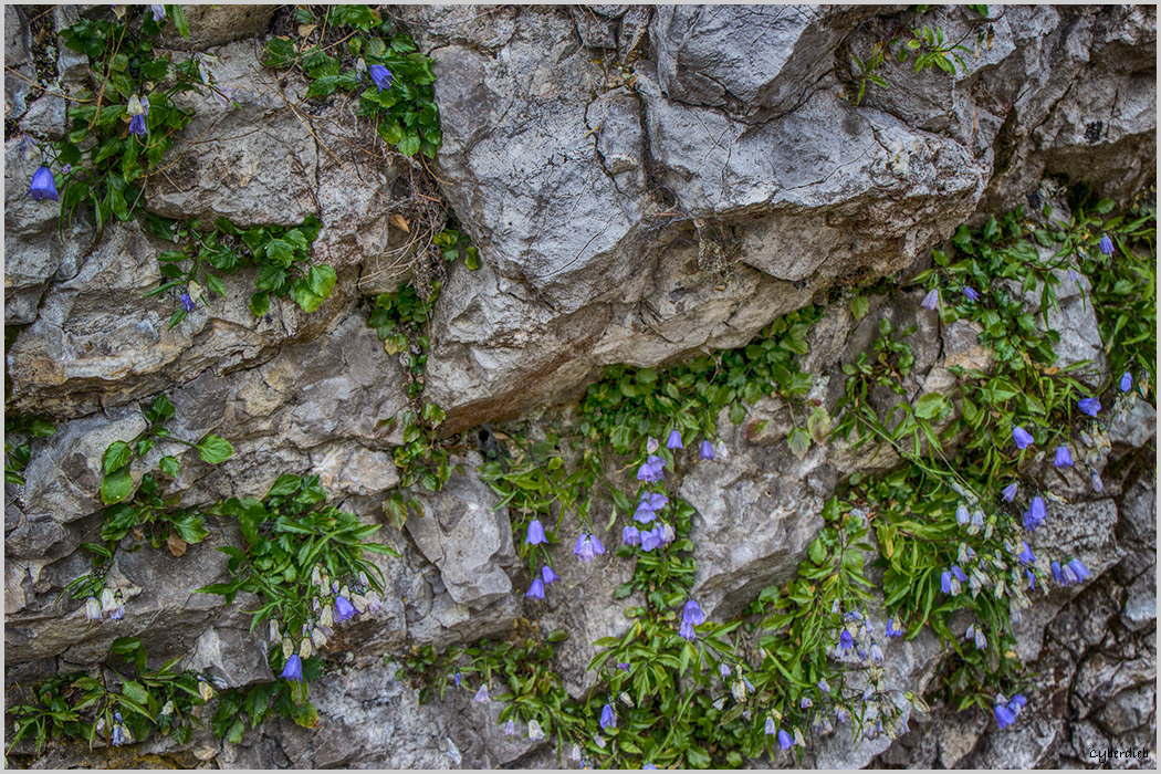 Glockenblumen im Fels