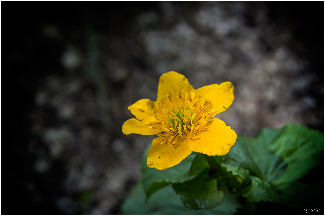 Sumpfdotterblume