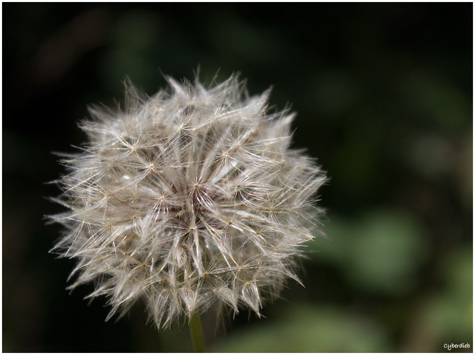 Pusteblume