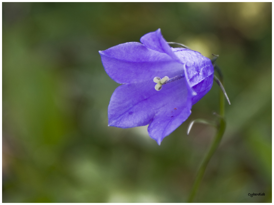 Glockenblume auf der Bergwiese