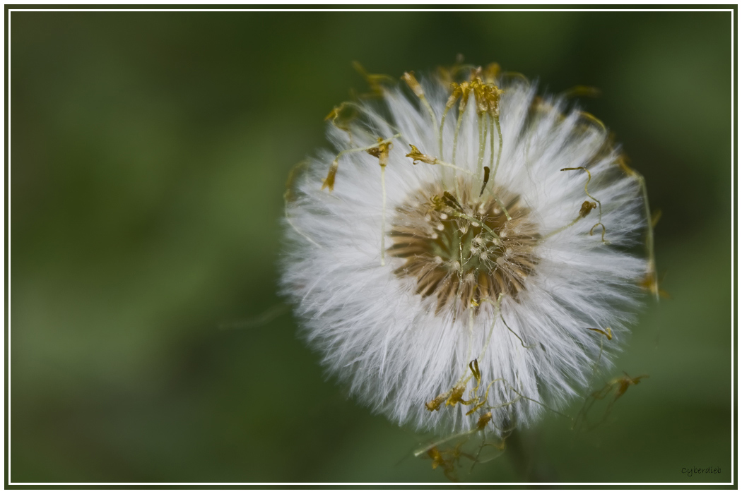 Pusteblume