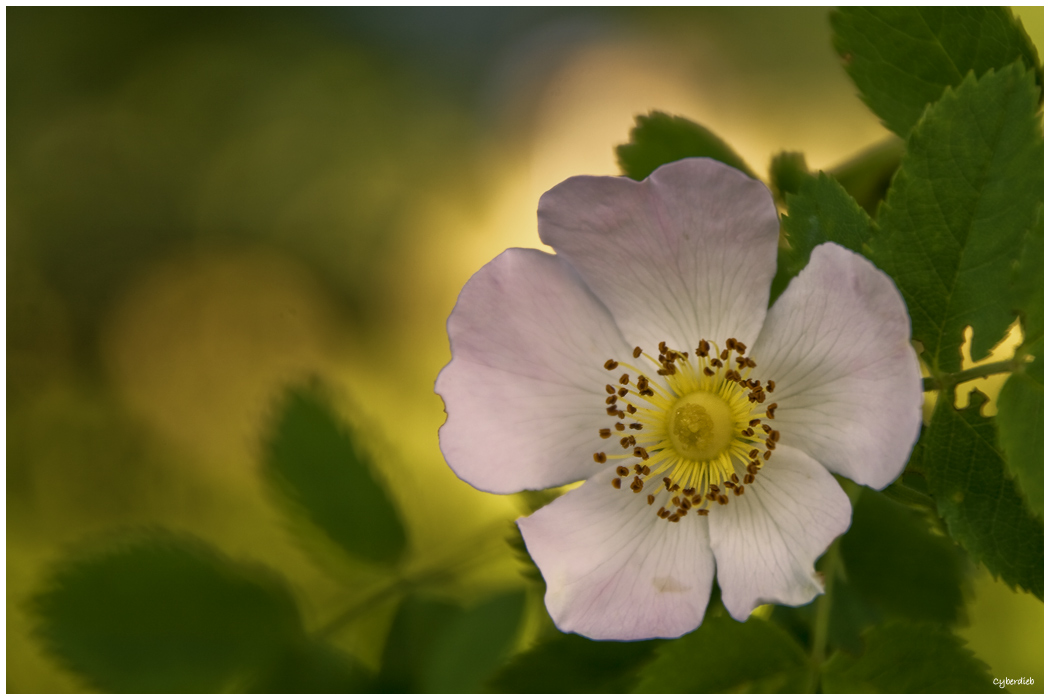 Wilde Rosenblüte